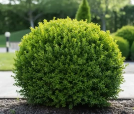 Dense, evergreen shrub perfect for formal hedges or borders. Keeps its deep green color year-round and is easy to trim and shape. wintergreen box wood