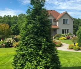 Fast-growing evergreen ideal for creating natural privacy walls. Dense foliage provides year-round coverage and a rich green tone. 06.greengiant (1)