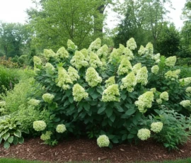 Privacy Trees 11.hydragea limelight (1)